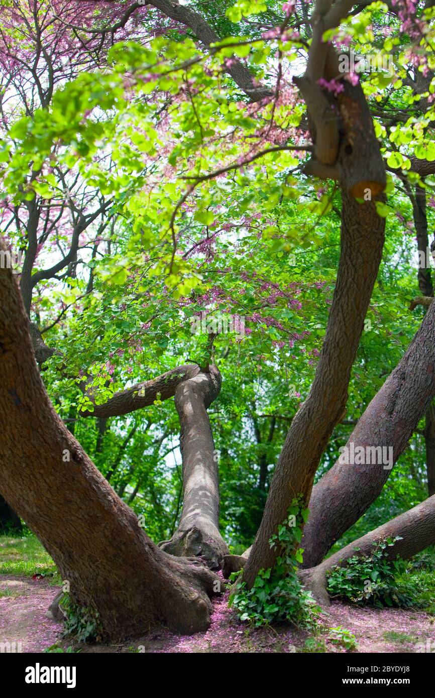 Old sprawling tree in city park. Varna. Bulgaria. Stock Photo