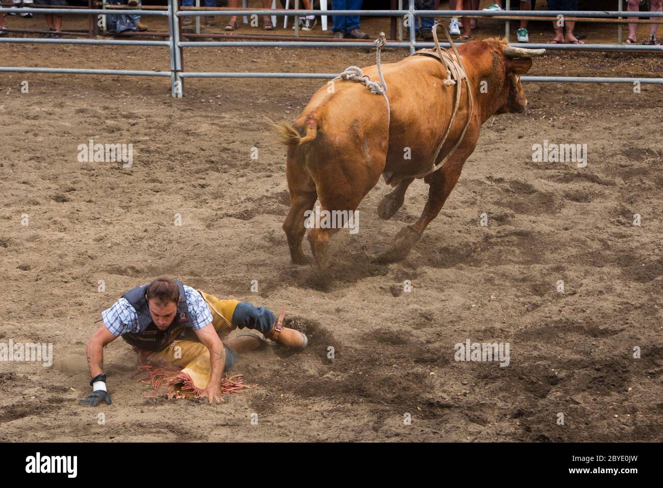 Bull rider (model released) thrown from bull (property released) at ...