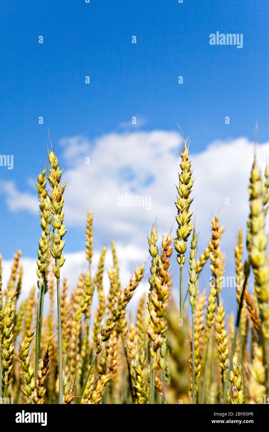 Ears of wheat on sky background Stock Photo