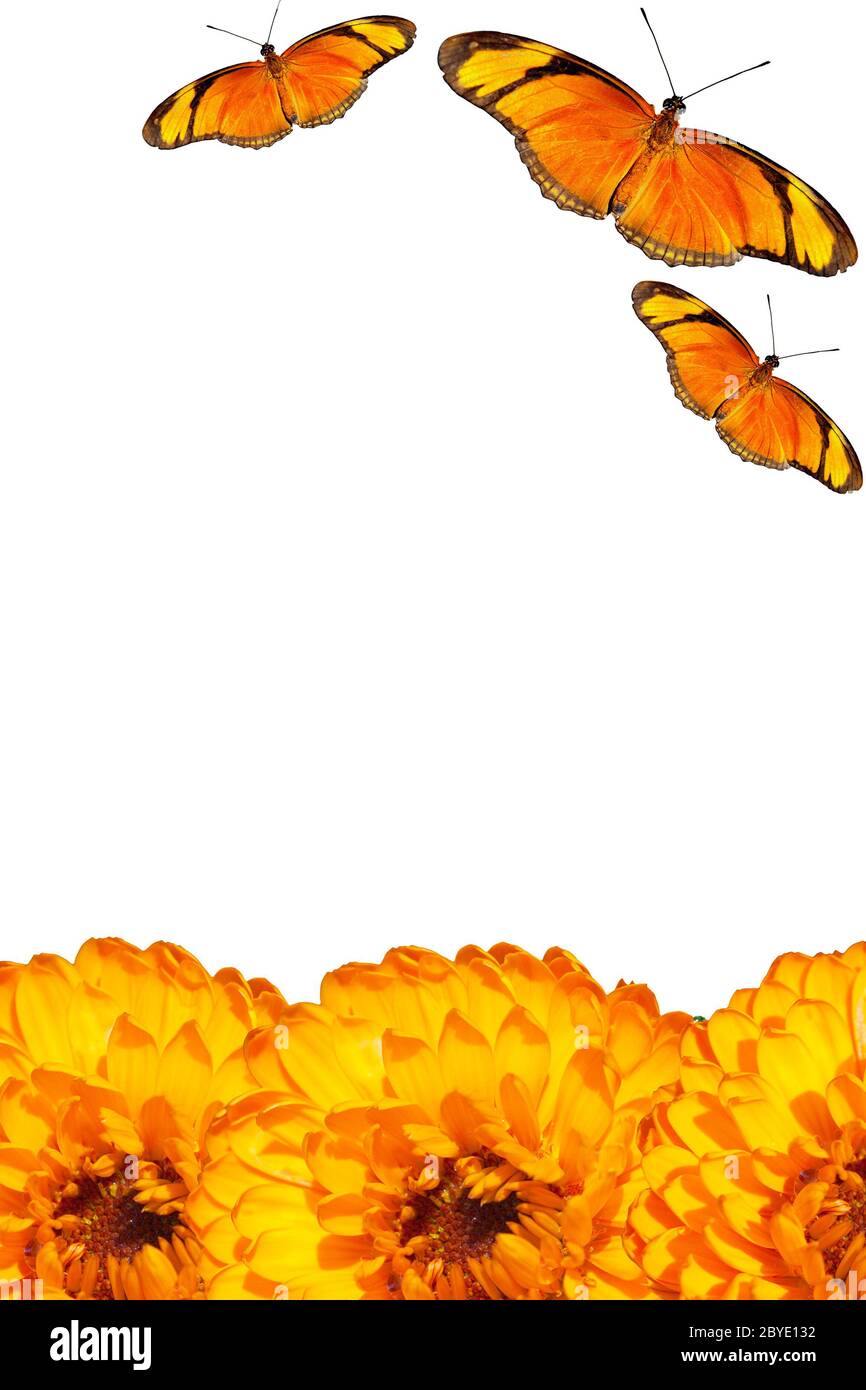 Orange butterflies and orange flowers Stock Photo