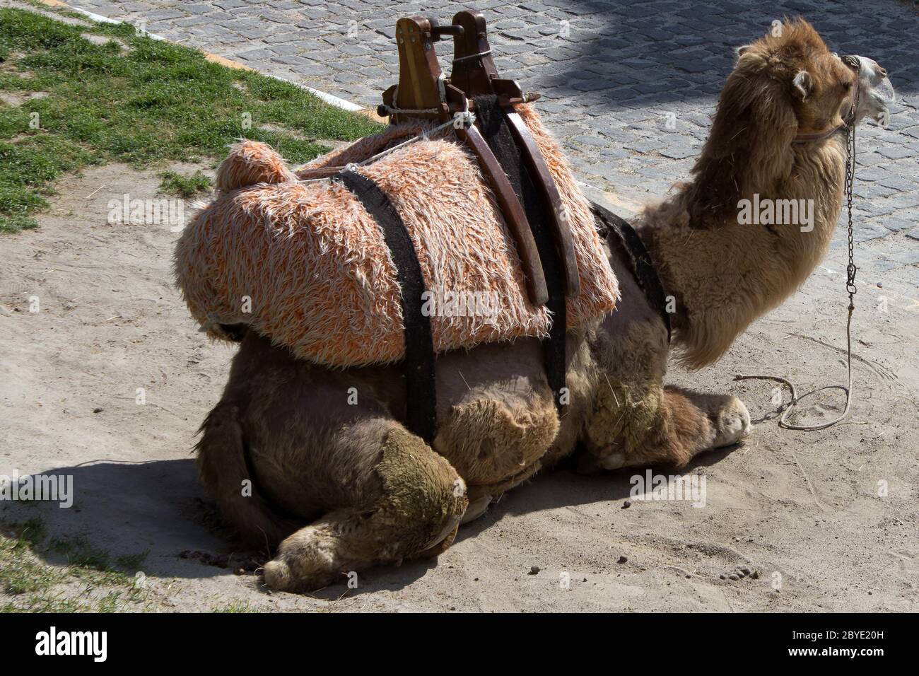 Camel with Saddle Stock Photo Alamy
