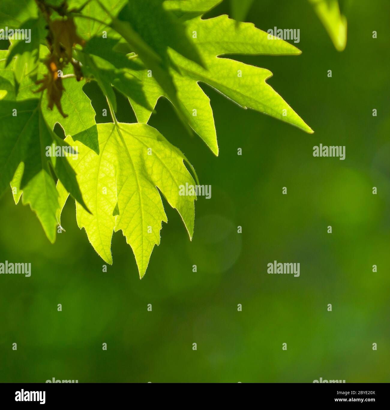 Green forest tree leaves closeup hi-res stock photography and images ...