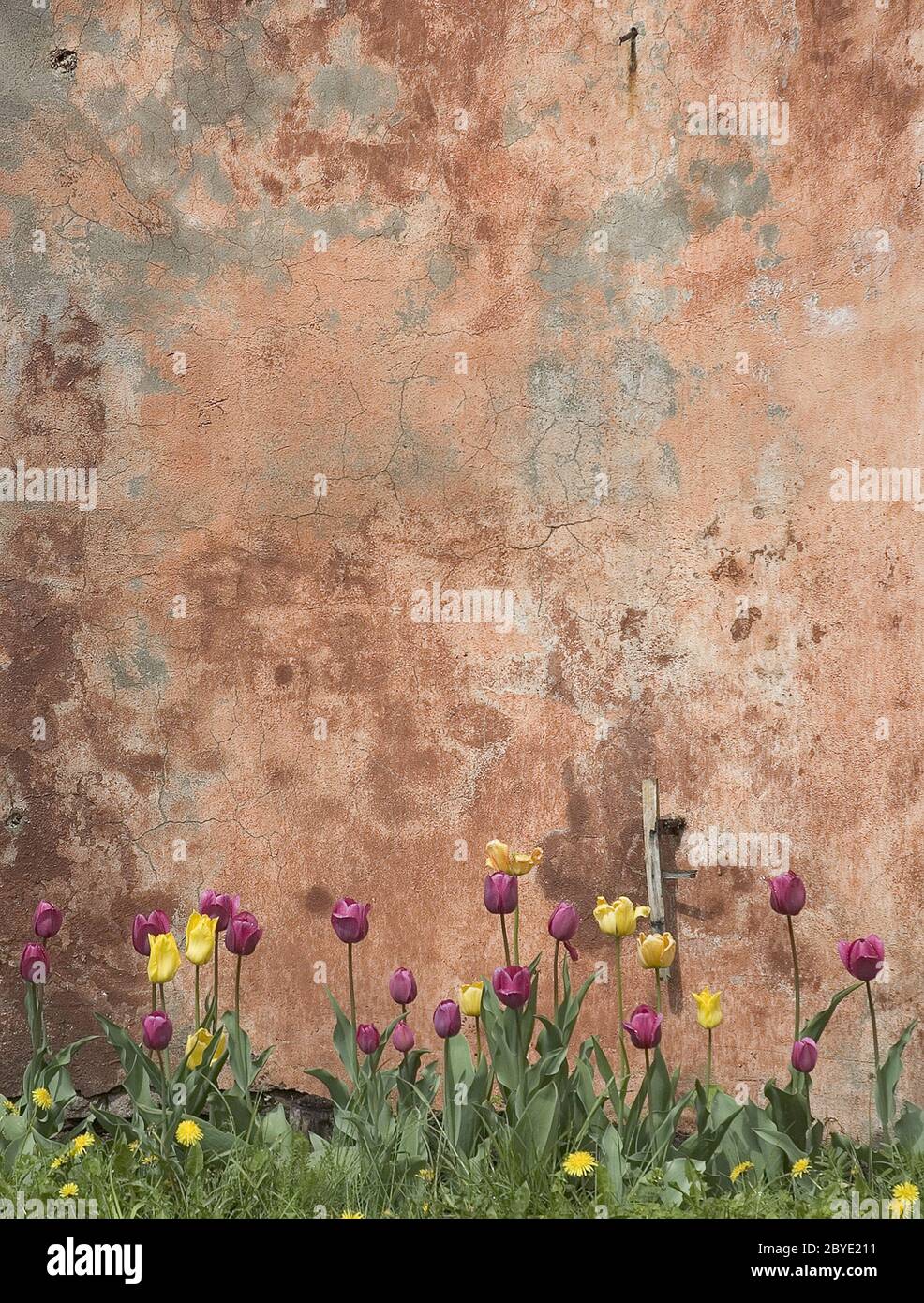 grunge wall with tulips Stock Photo