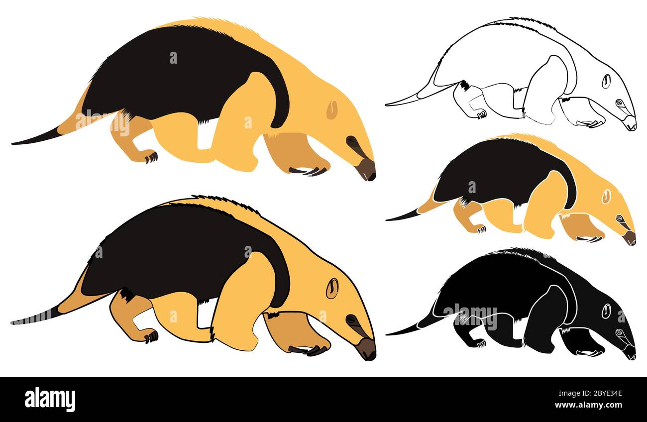 Anteater mirim in front view Stock Vector