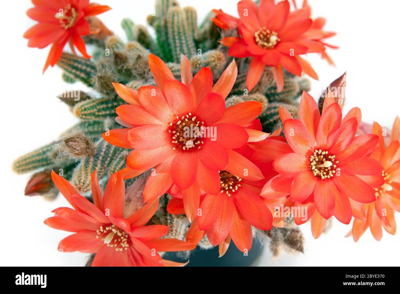 red cactus flower over white Stock Photo