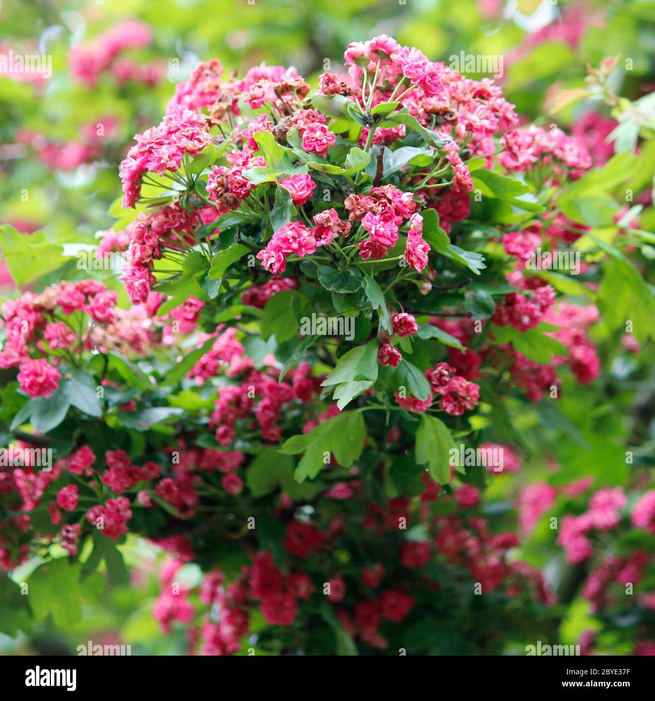 hawthorn flowers Stock Photo