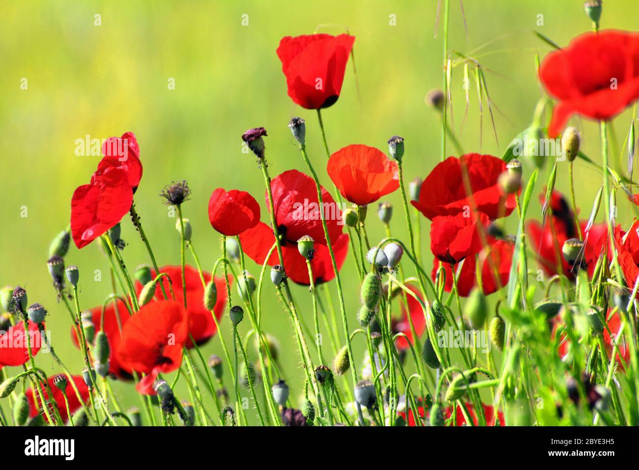 Many red poppy flowers blooming hi-res stock photography and images - Alamy
