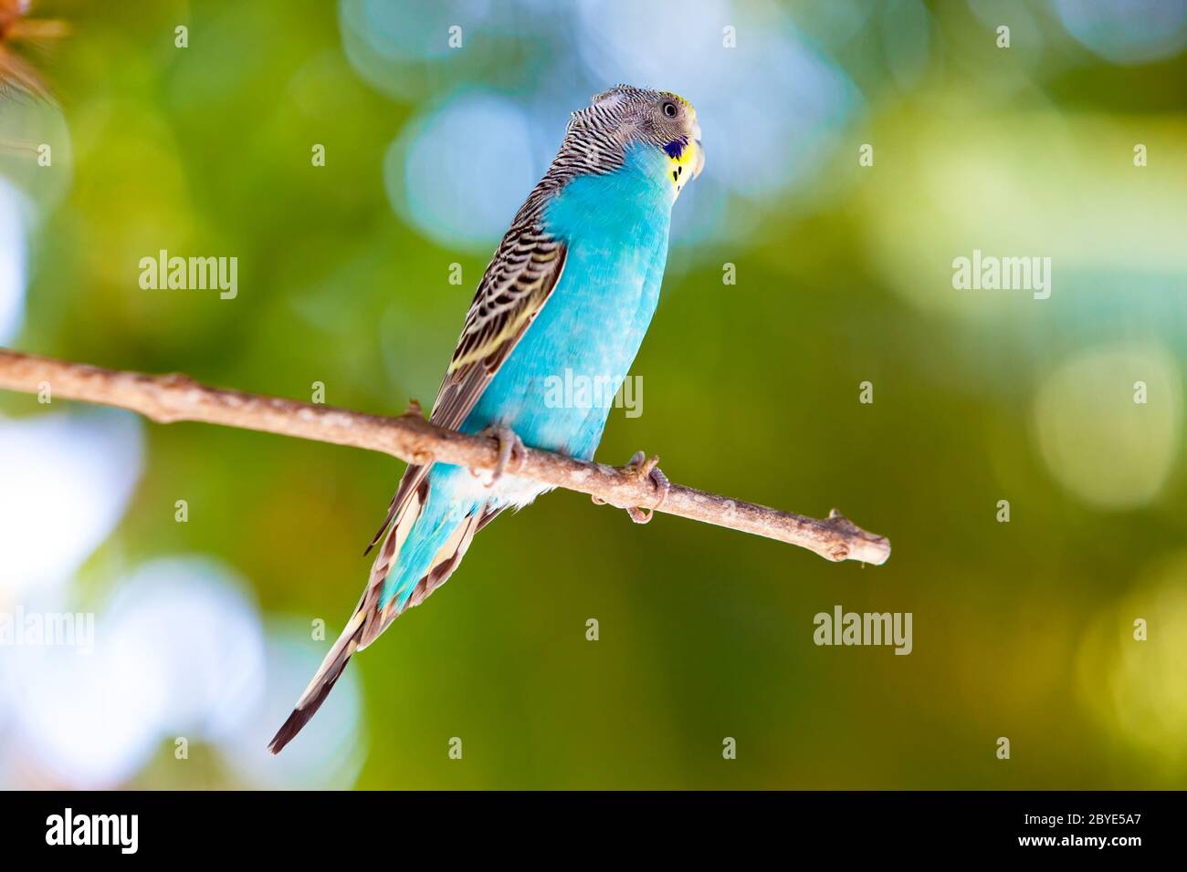 Budgerigars on branch Stock Photo Alamy