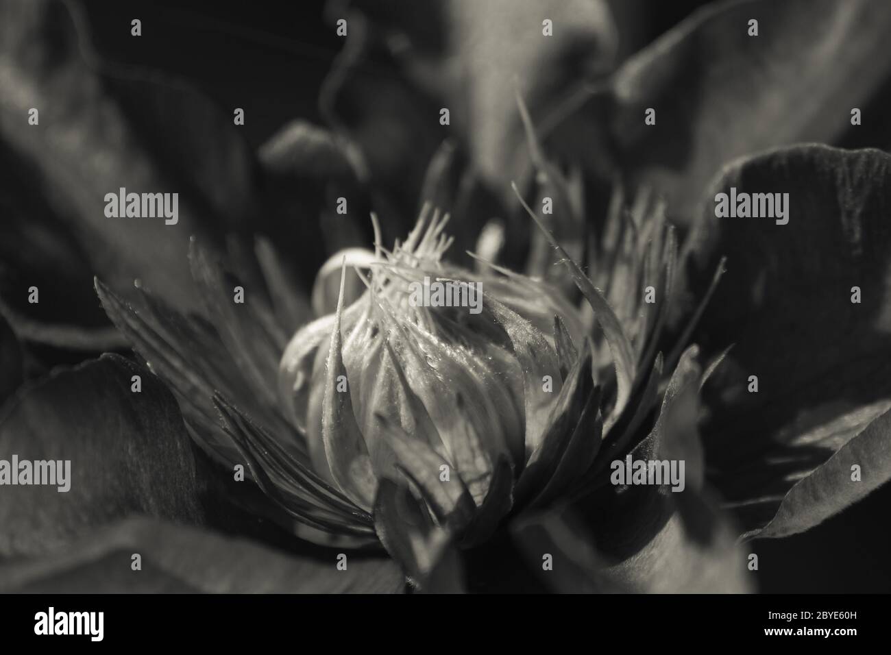 Noble black and white Clematis macro Stock Photo - Alamy