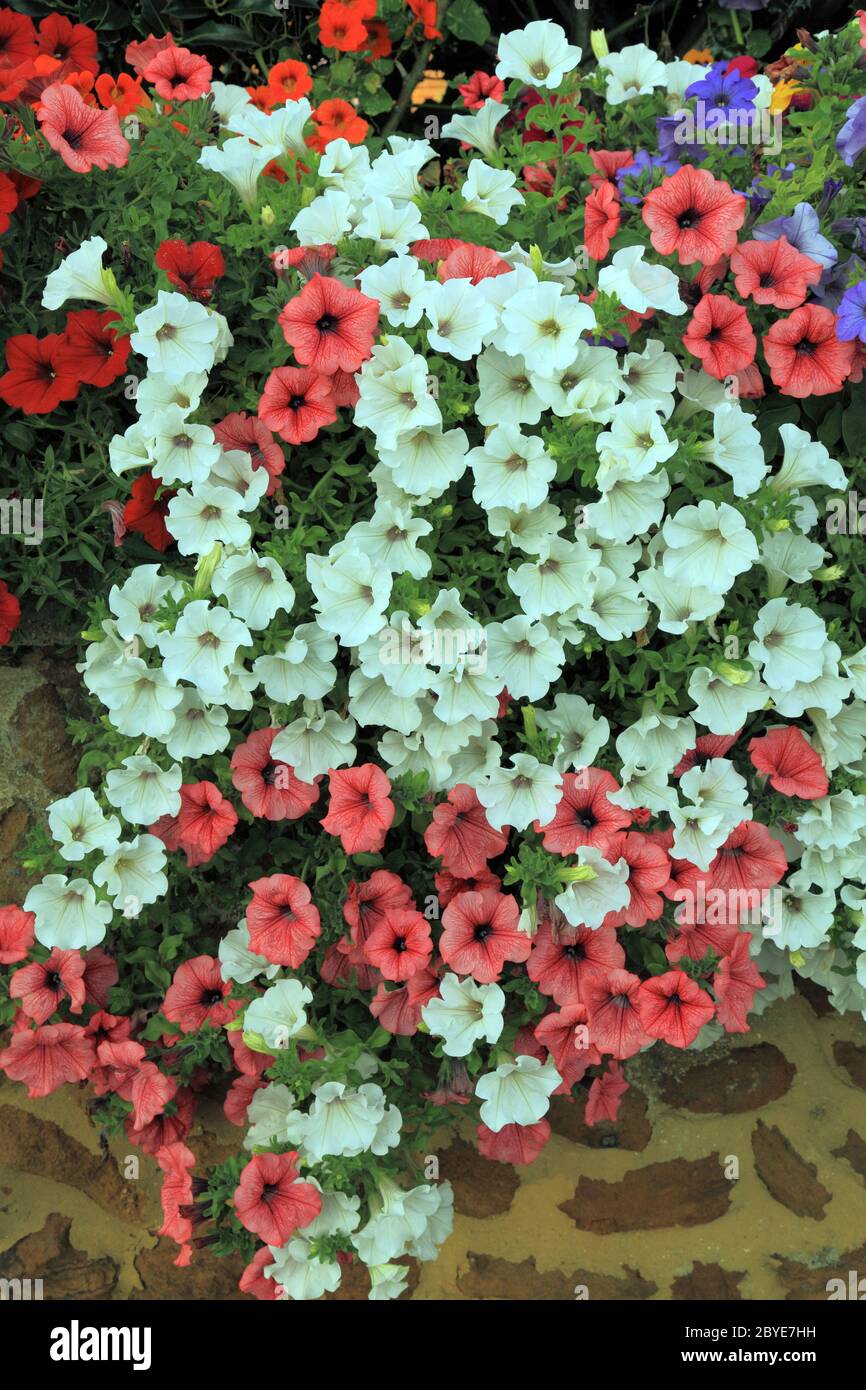 Petunias, overhanging garden wall, pink and white, bedding plants Stock Photo