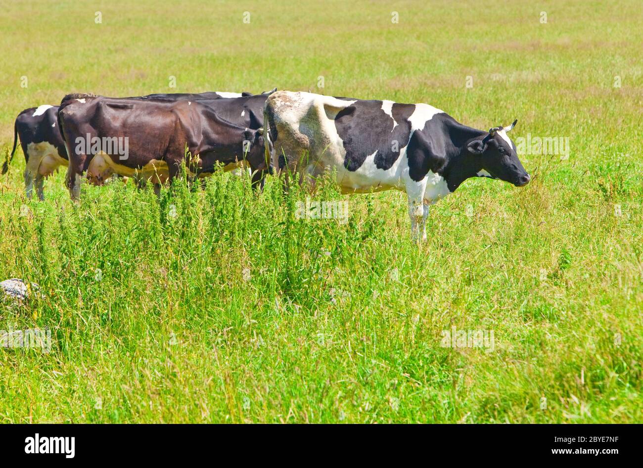 Cow in the meadow solar day Stock Photo - Alamy