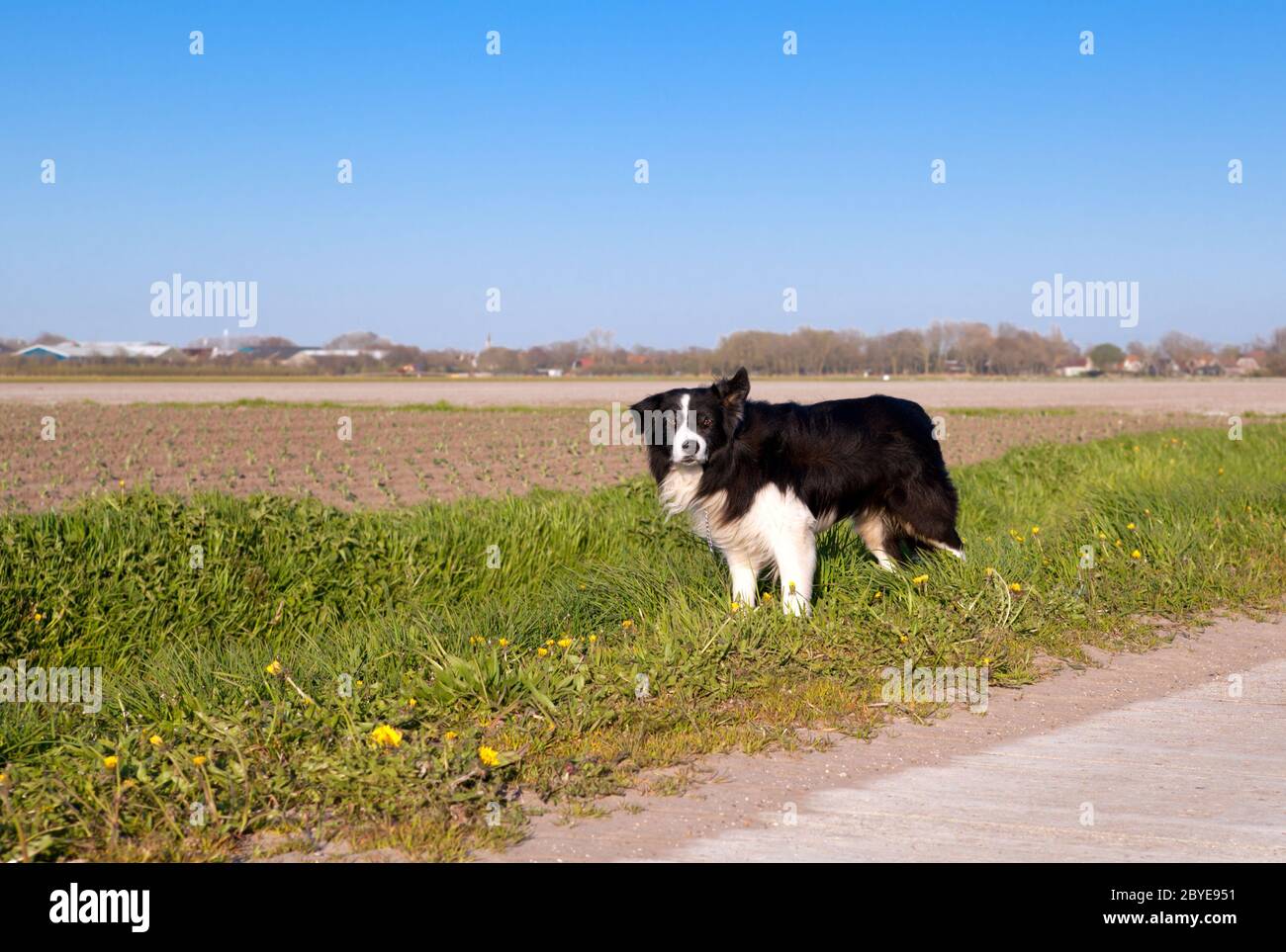 Border Collie dog in Dutch farmland Stock Photo