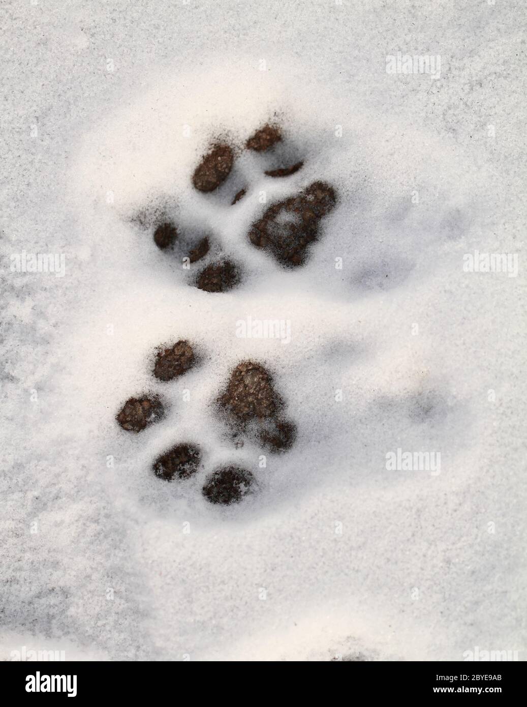 Close up footprint hi-res stock photography and images - Alamy