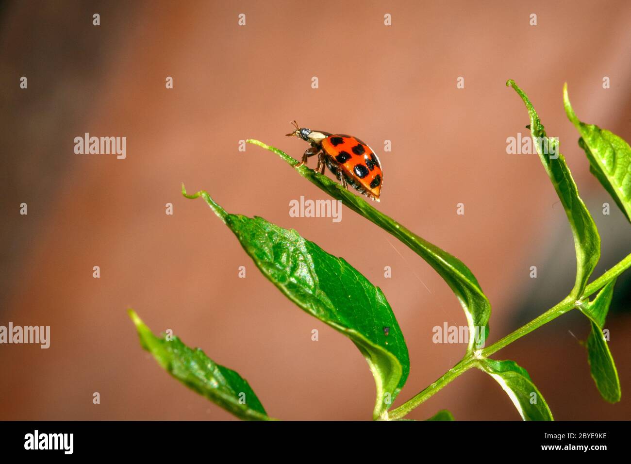 Asian Lady Beetle - Harmonia axyridis Stock Photo