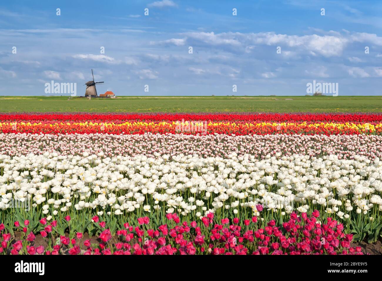 colorful tulip fields in Alkmaar, North Holland Stock Photo - Alamy