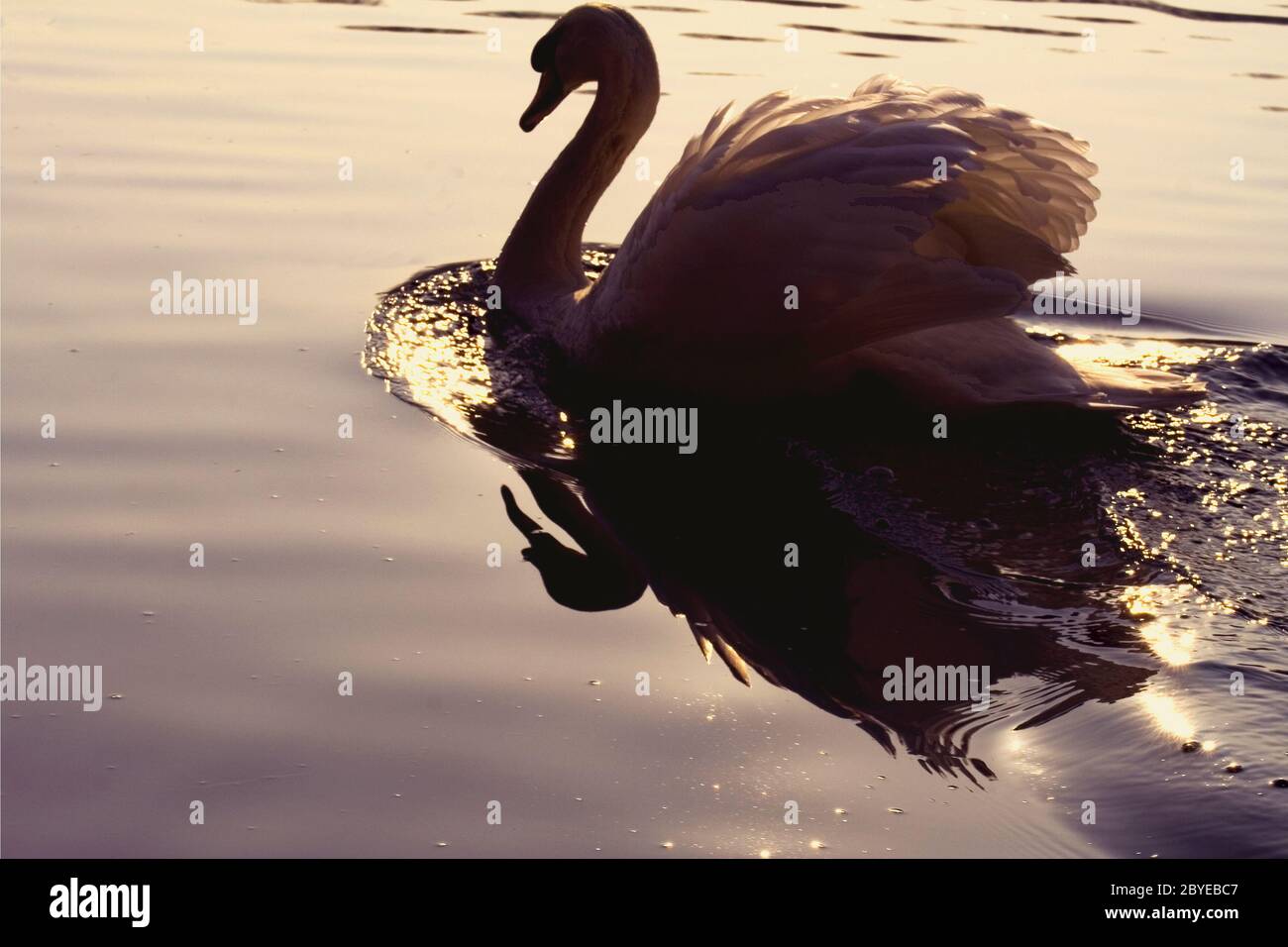 front white swan gold Stock Photo