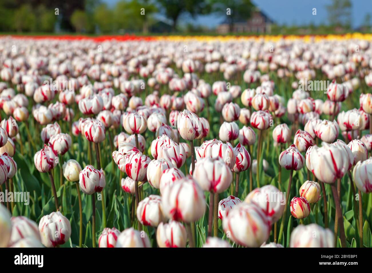 red and white tulips in spring time Stock Photo - Alamy