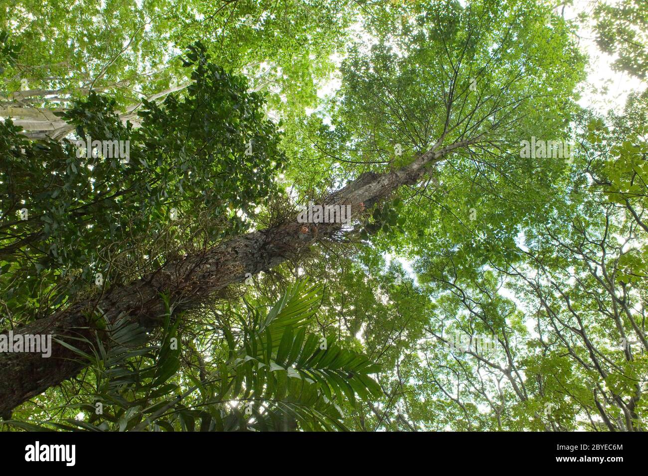 Trees of tropical climate, bottom view. Stock Photo