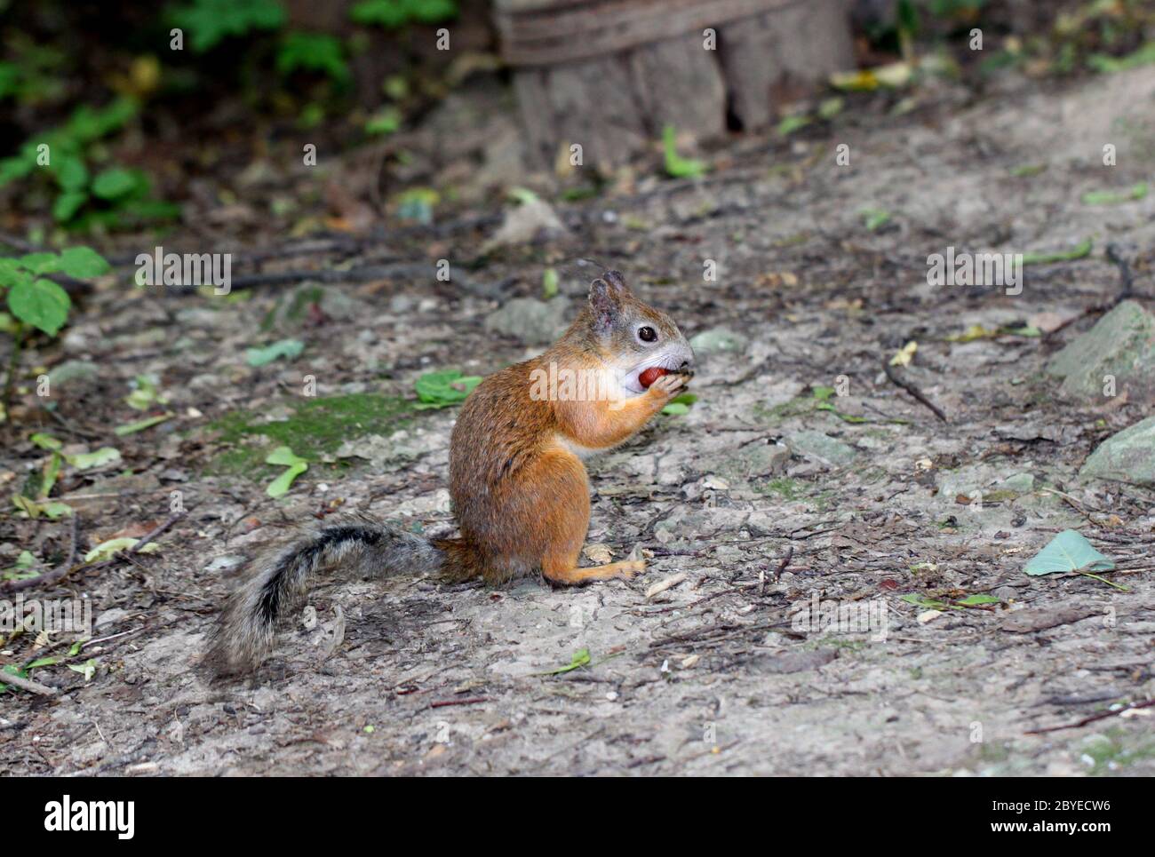 Squirrel Nut bite Stock Photo Alamy