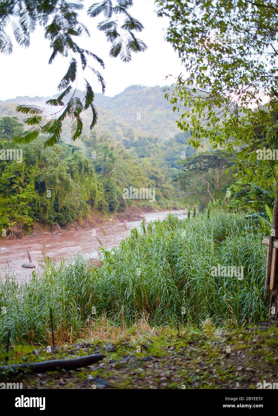 Jamaica. The river after a rain Stock Photo Alamy