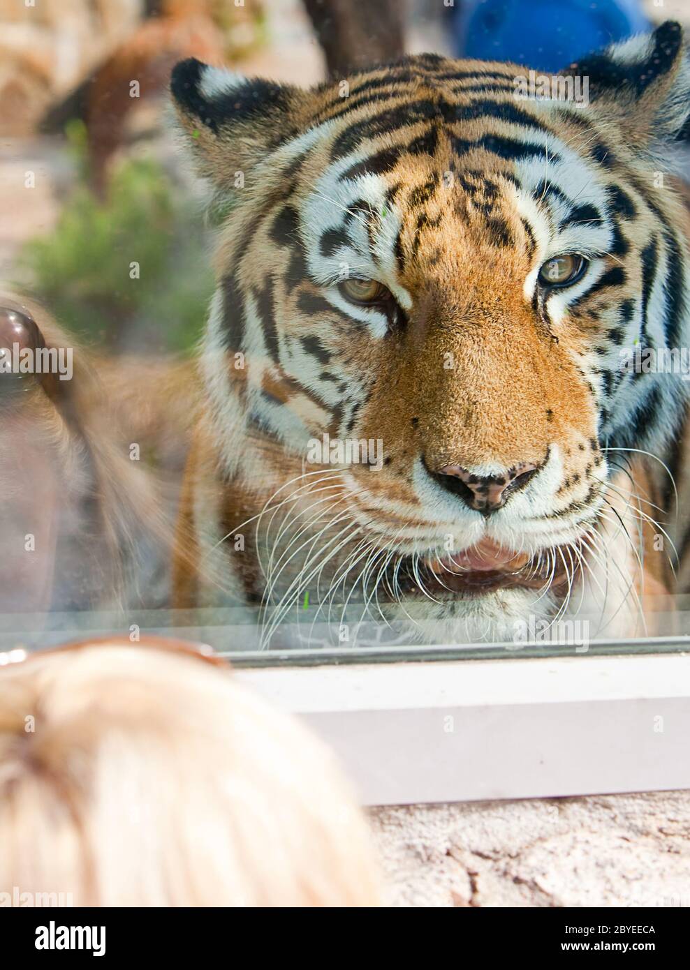 The tiger looks at visitors of park through glass Stock Photo