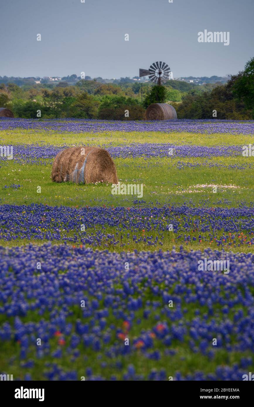 Wild flower Bluebonnet in Brenham City, Texas, USA, Stock Photo