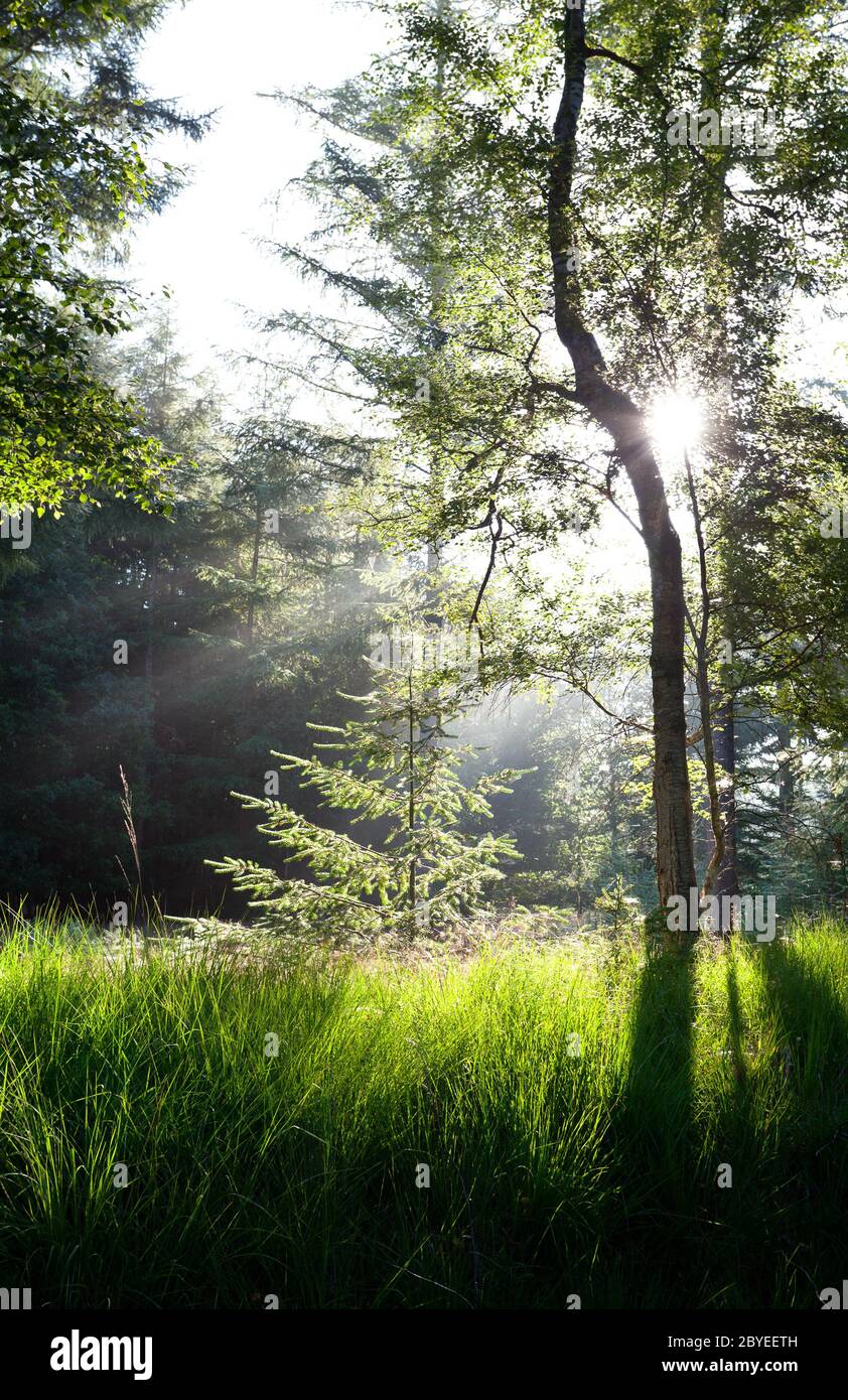 Green spruce in forest hi-res stock photography and images - Alamy