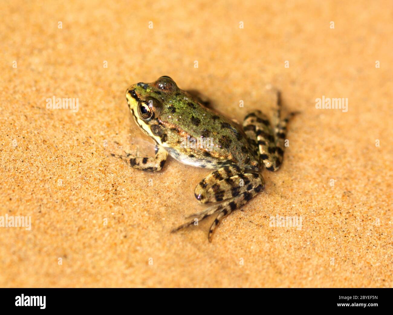 big green frog sit on wet sand Stock Photo
