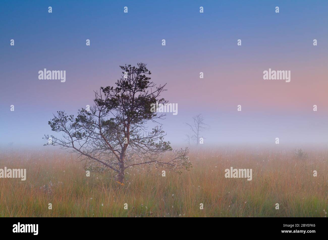 pine tree in dense fog Stock Photo - Alamy