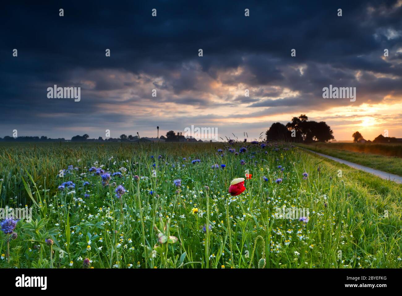 Colorful wildflowers hi-res stock photography and images - Alamy