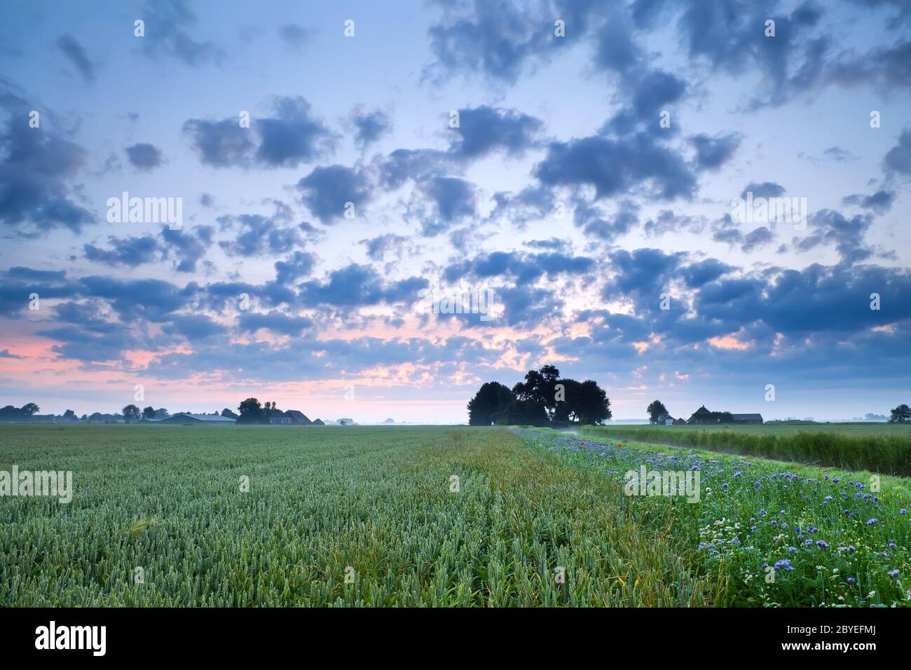 Cultivated wildflowers hi-res stock photography and images - Alamy