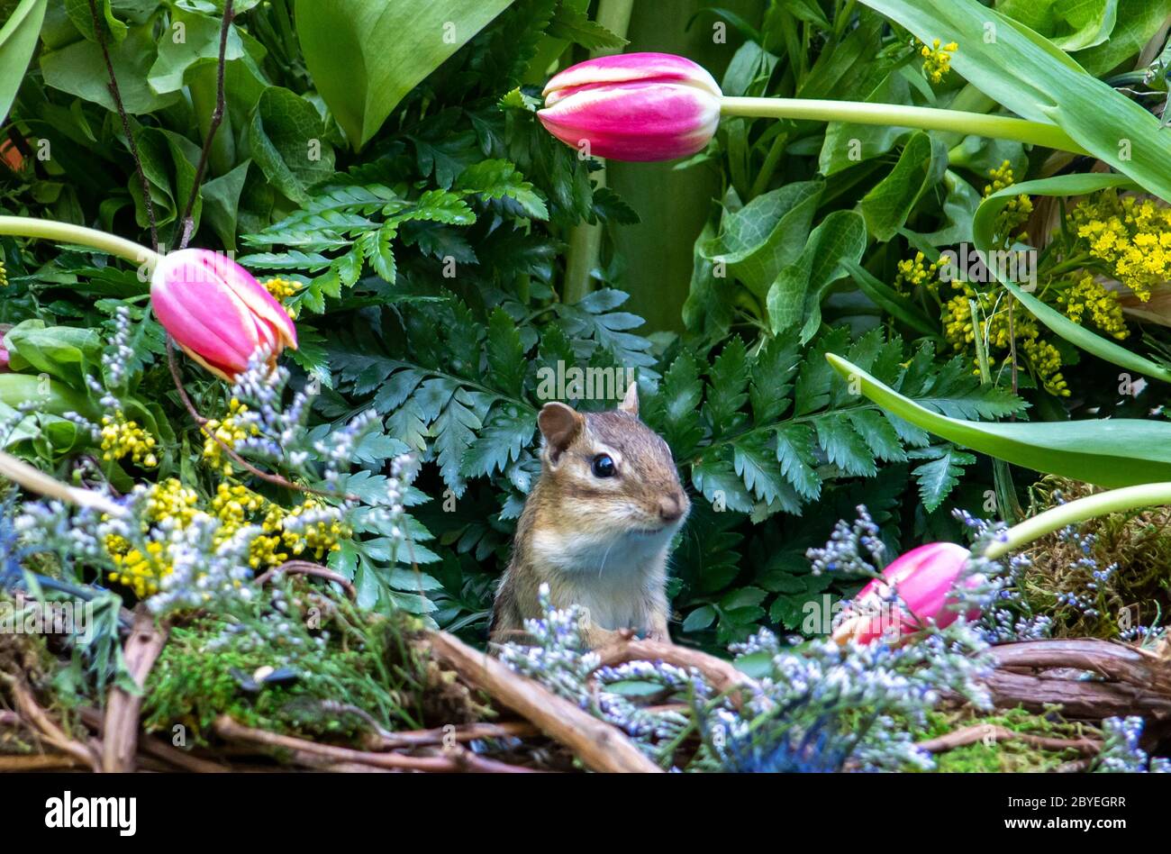 Fat little chipmunk pops up out of a basket filled with pink tulips Stock Photo
