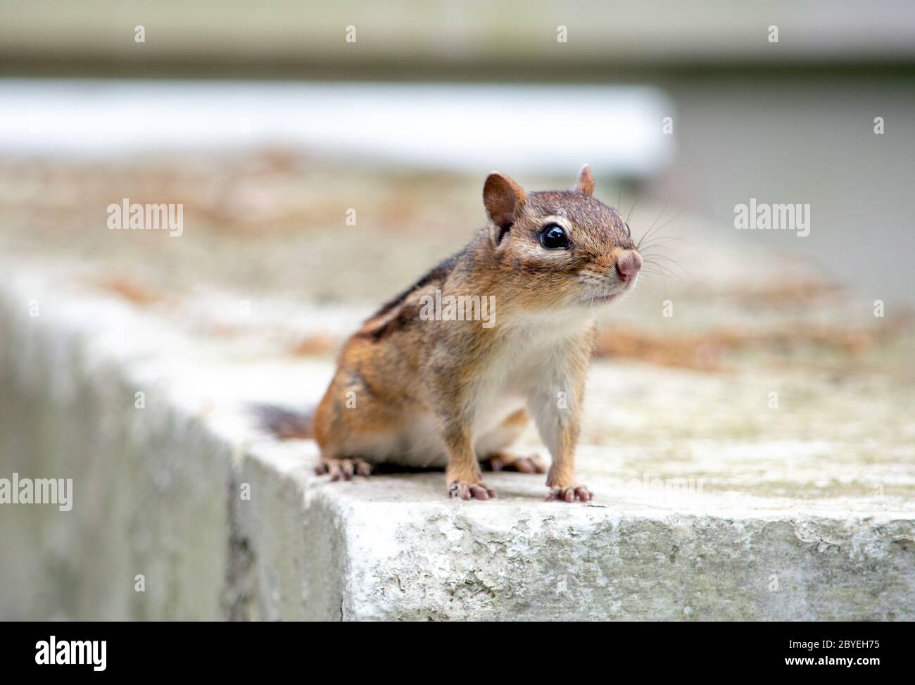 Small chipmunk stands alert and wary, as she watched for danger in the garden Stock Photo