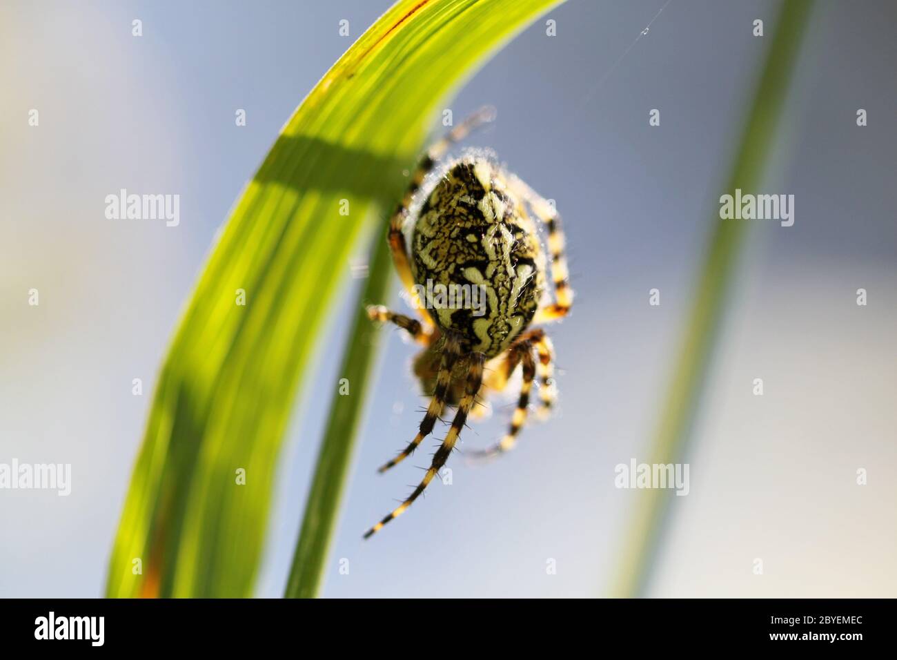 Spider sitting on web Stock Photo - Alamy