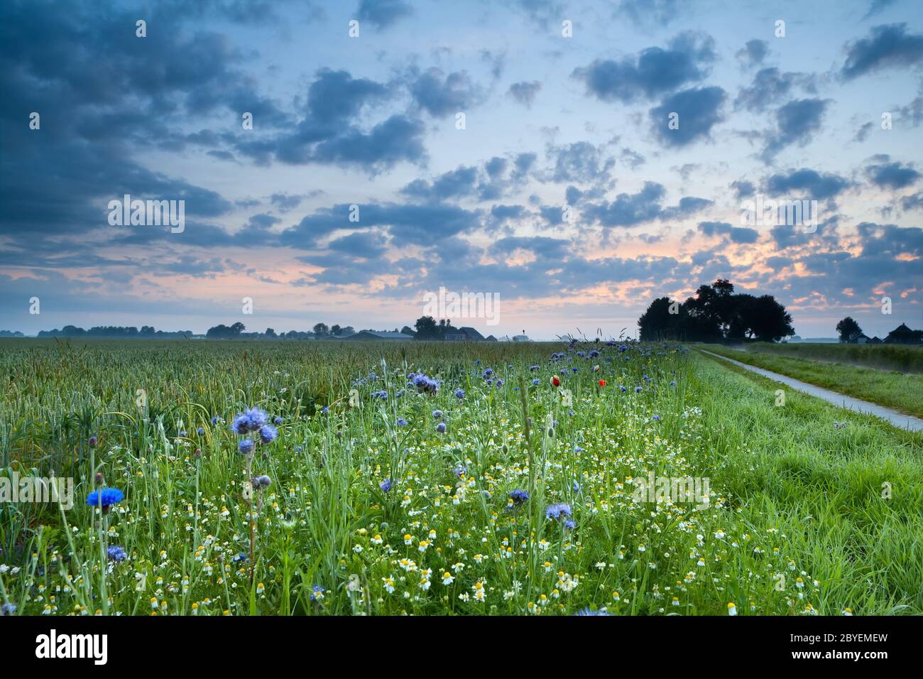 sunrise over field with wildflowers Stock Photo - Alamy