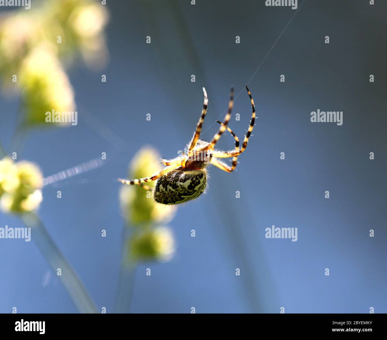 The spider is sitting on a spider web Stock Photo - Alamy
