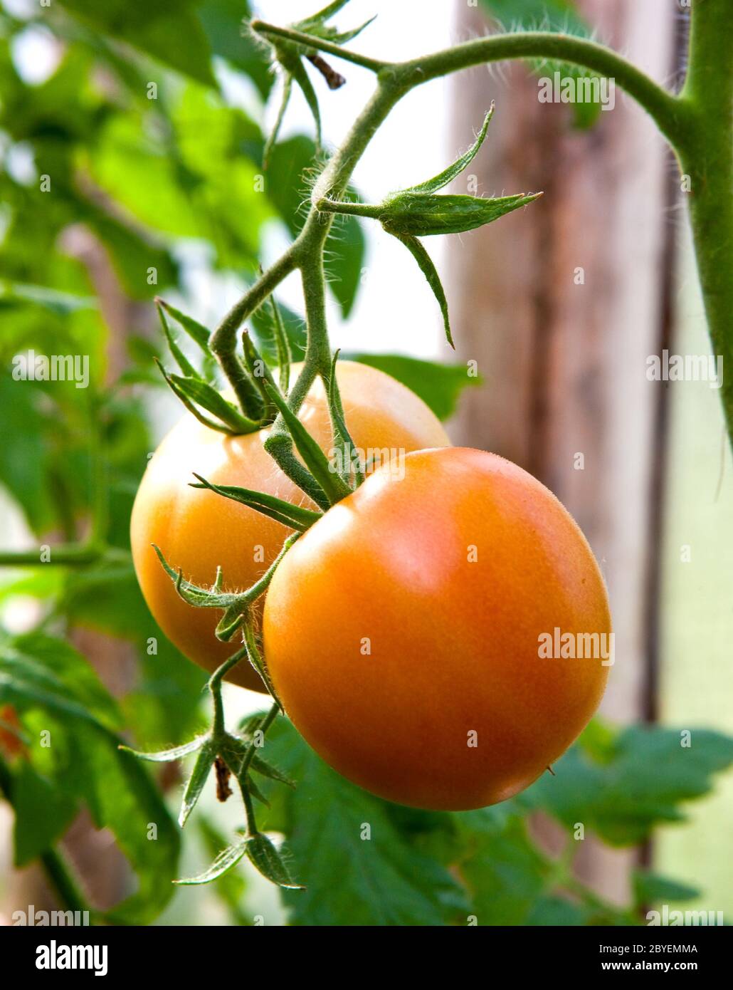 Tomatoes grow on a branch Stock Photo