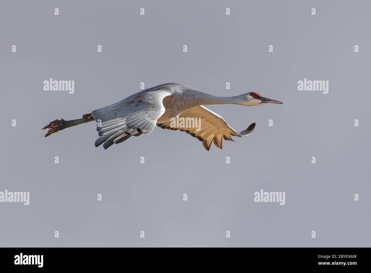 One sandhill crane in flight with blue sky background. Stock Photo
