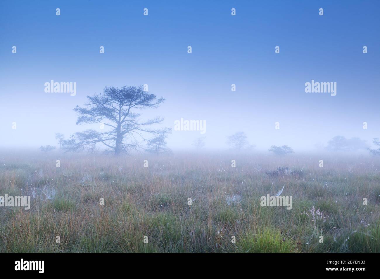 trees in dense morning fog Stock Photo - Alamy