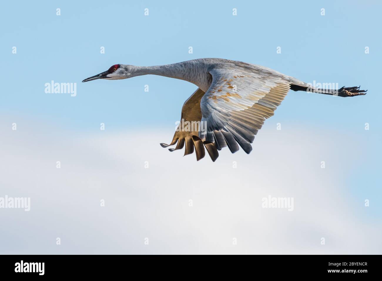 One sandhill crane in flight with blue sky background. Stock Photo