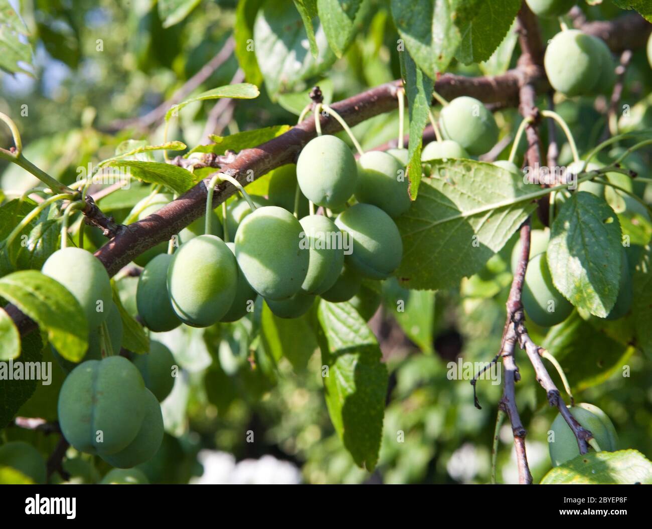 Plum tree green unripe hi-res stock photography and images - Alamy
