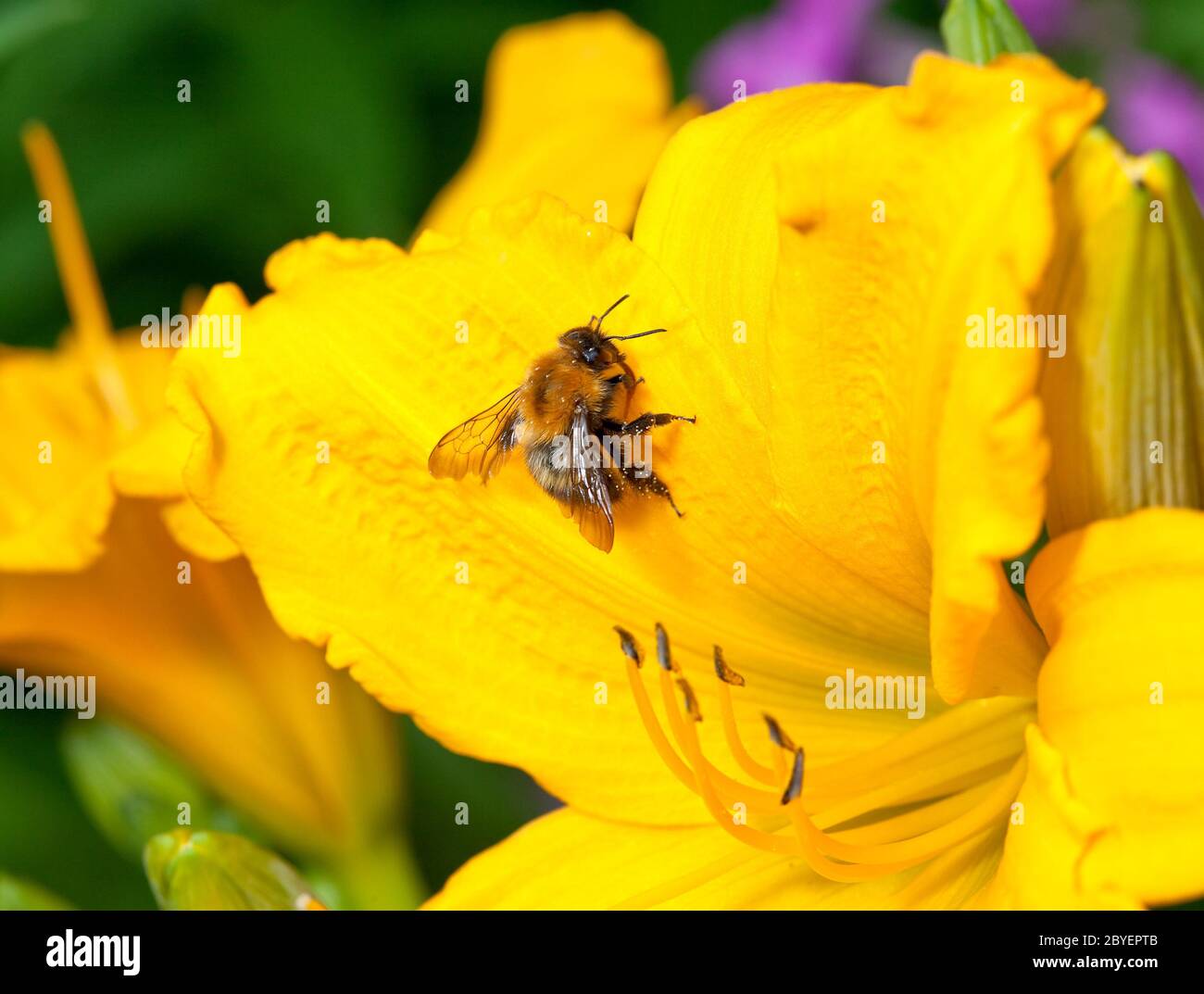 Lily yellow bee hi-res stock photography and images - Alamy