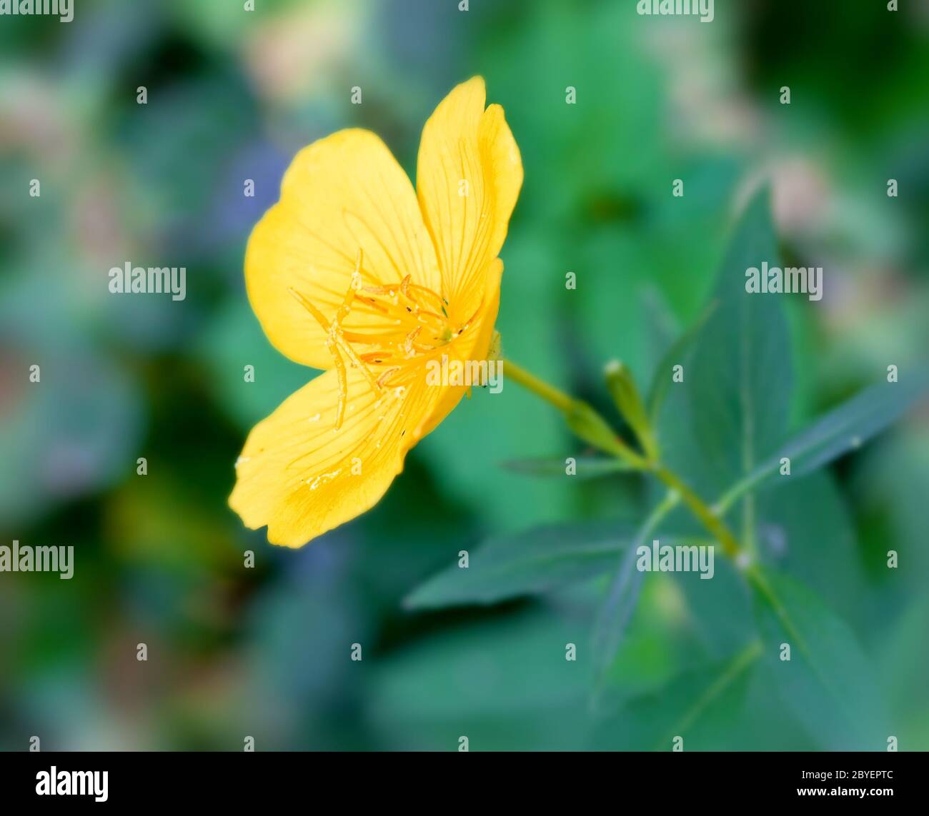yellow buttercup flower Stock Photo