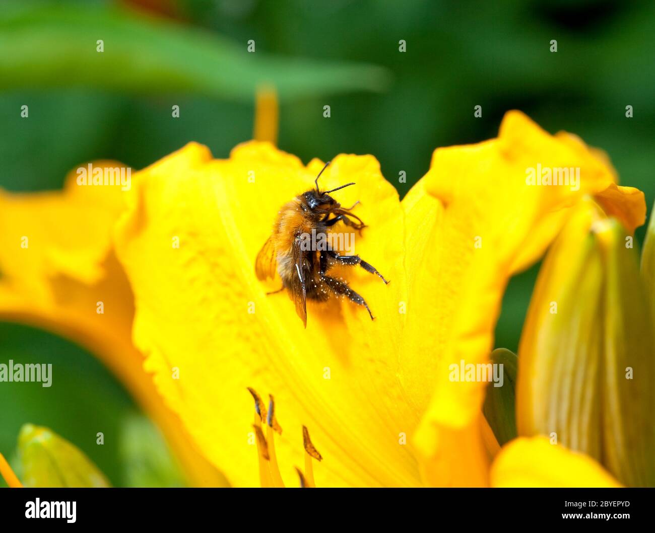 Pollinate lily hi-res stock photography and images - Alamy