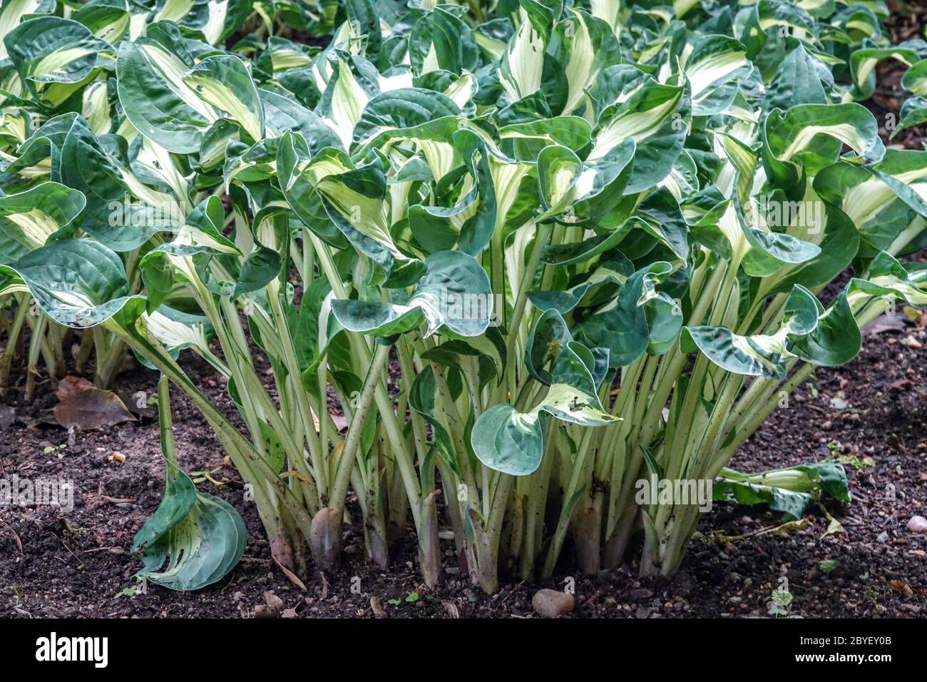 Hosta Mary Marie Ann cluster leaves Stock Photo