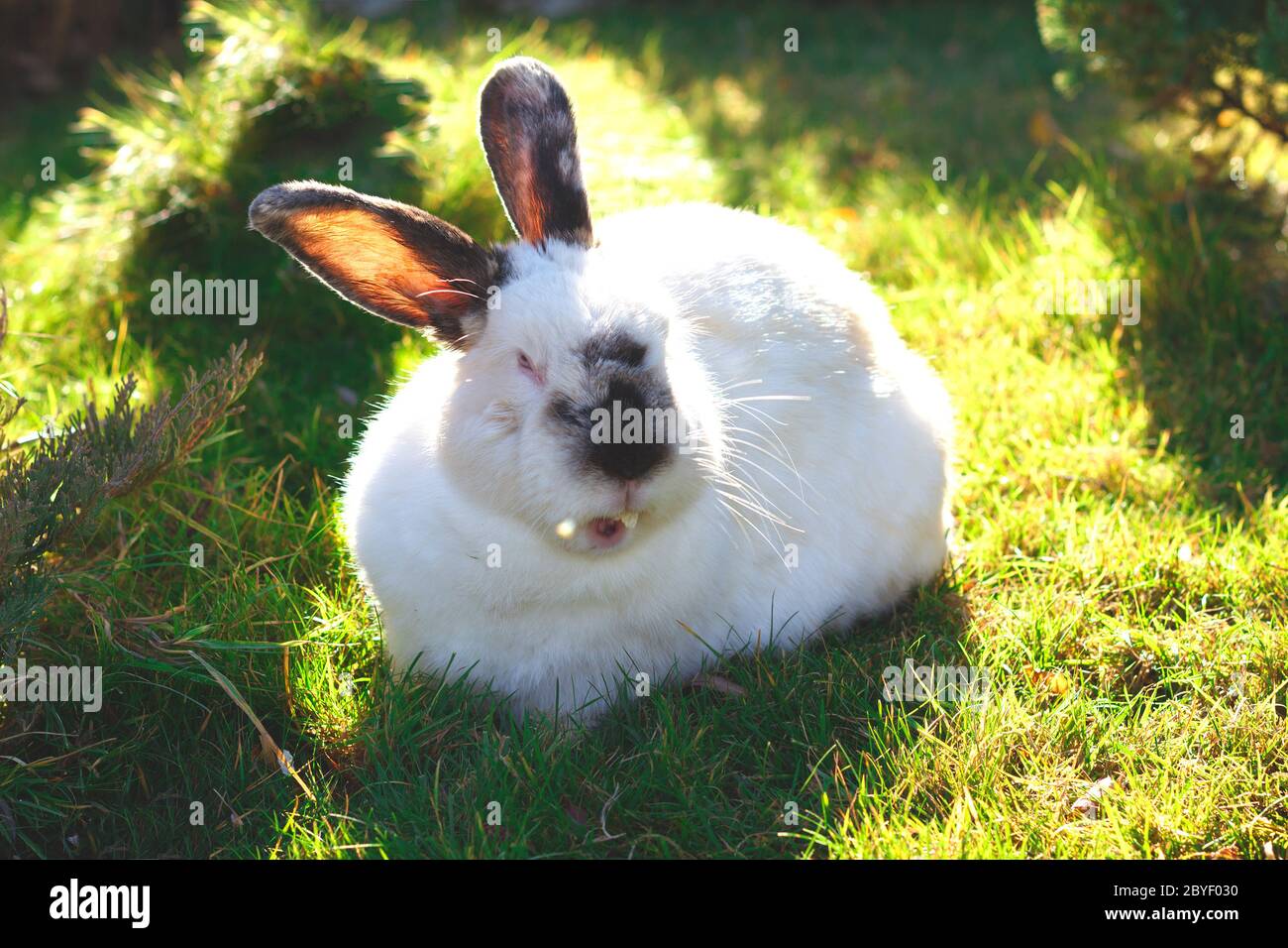 little white rabbit is sitting on the grass Stock Photo - Alamy
