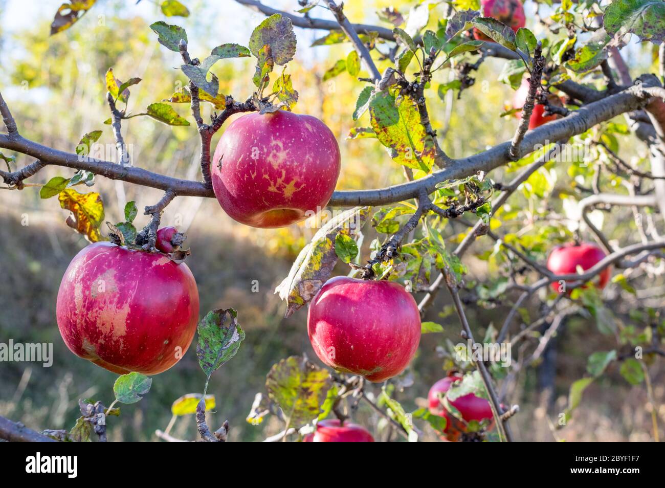 Organiac ripe apples on branch Stock Photo - Alamy