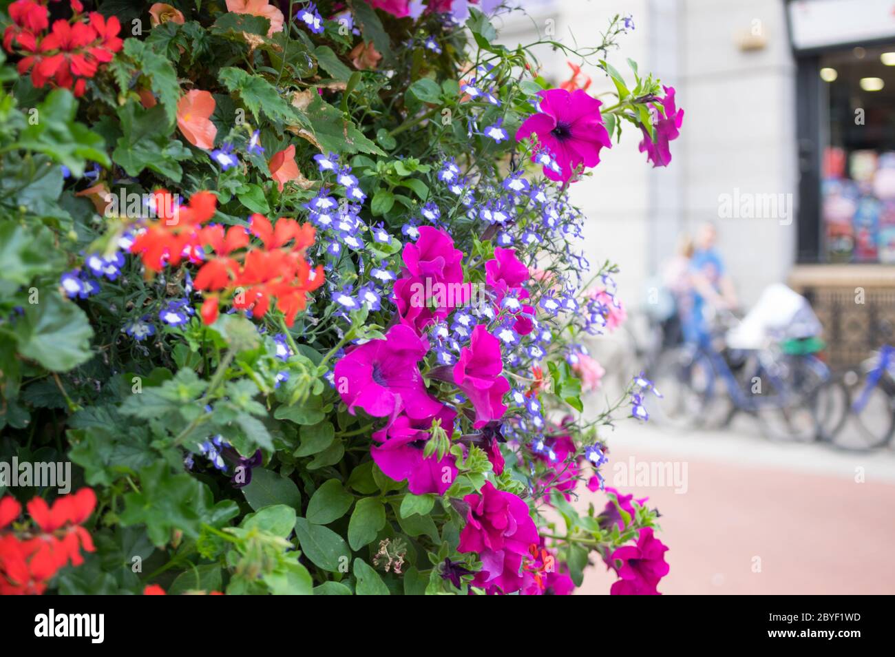 Ornamental Street Flowers Dublin Ireland Stock Photo Alamy