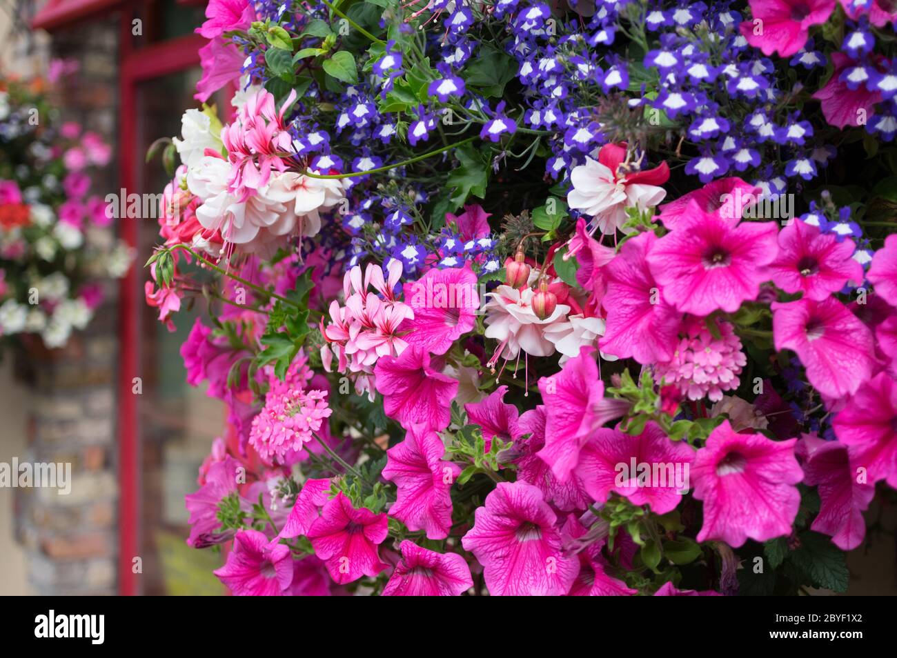 Ornamental Street Flowers Dublin Ireland Stock Photo Alamy