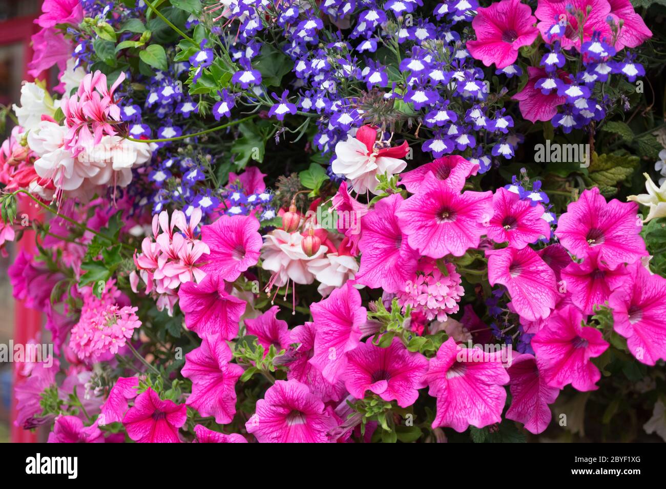 Ornamental Street Flowers Dublin Ireland Stock Photo Alamy
